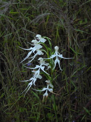 Habenaria crinifera