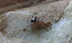 Colonus hesperus