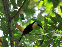 Ramphastos vitellinus