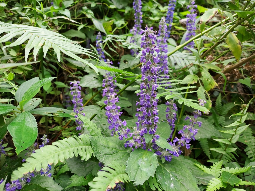 Ajuga macrosperma (Ajuga macrosperma)
