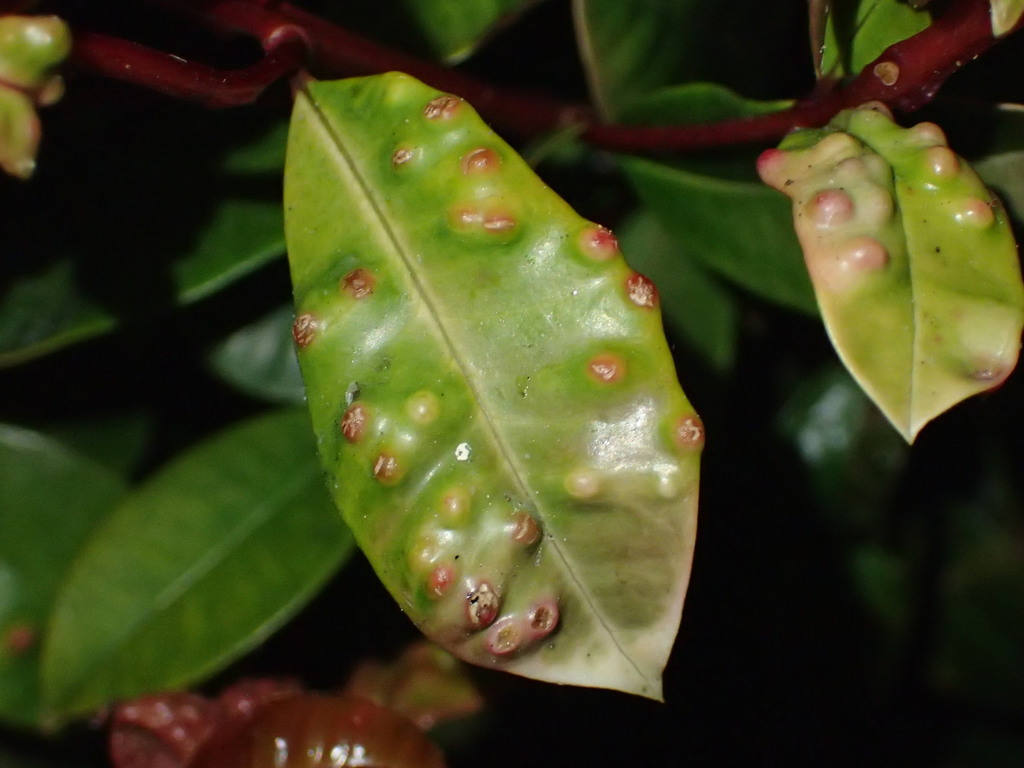 Syzygium Leaf Psyllid