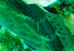 Cochleoceps bicolor
