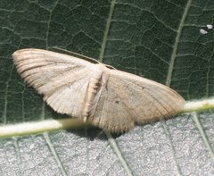 Scopula hypochra