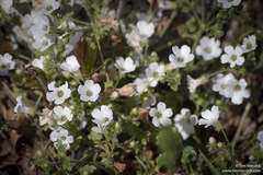 Nemophila parviflora