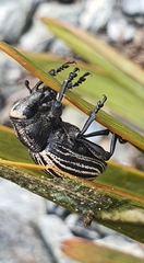 Lyperobius cupiendus