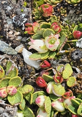 Gaultheria nubicola