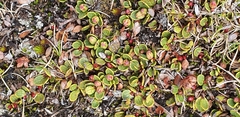 Gaultheria nubicola