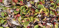 Gaultheria nubicola