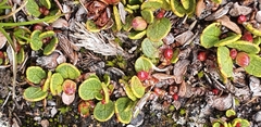 Gaultheria nubicola