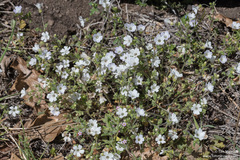 Nemophila parviflora