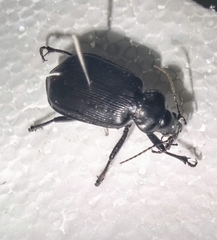 Calosoma vagans