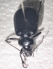 Calosoma vagans