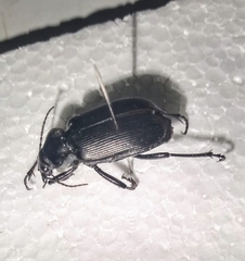 Calosoma vagans