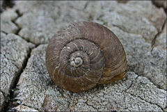 Tasmaphena lamproides