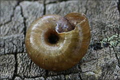 Tasmaphena lamproides