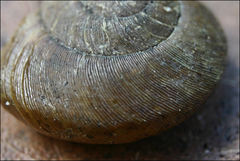 Tasmaphena lamproides
