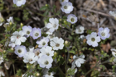 Nemophila parviflora