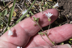 Nemophila parviflora