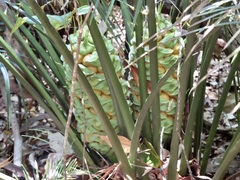 Macrozamia douglasii