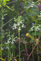 Habenaria crinifera