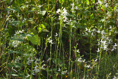 Habenaria crinifera