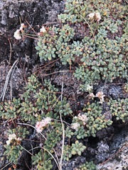 Eriogonum breedlovei shevockii