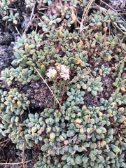 Eriogonum breedlovei shevockii