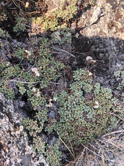 Eriogonum breedlovei shevockii