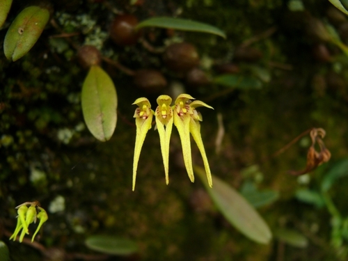 Bulbophyllum kaitiense