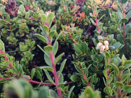 Image of Arctostaphylos pacifica by (c) Alexander Wentworth, some rights reserved (CC BY)