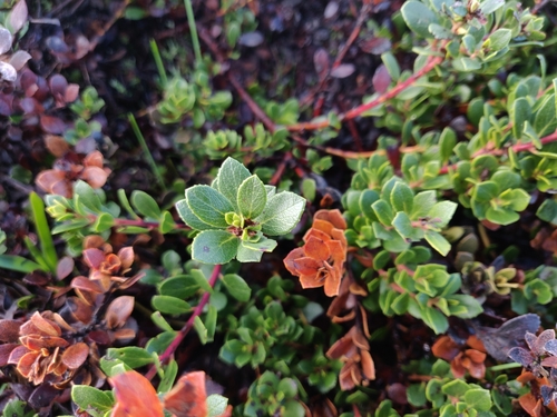 Image of Arctostaphylos pacifica by (c) Alexander Wentworth, some rights reserved (CC BY)