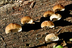 Marasmius alveolaris