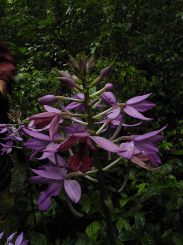 Image of Calanthe masuca by (c) Divya Mudappa, some rights reserved (CC BY-SA)