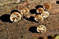 Marasmius alveolaris