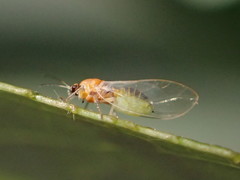 Bactericera minuta