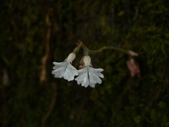 Cheirostylis flabellata