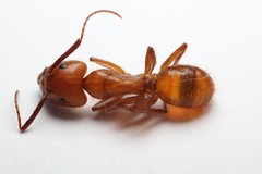 Camponotus hannani