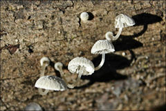 Mycena minya