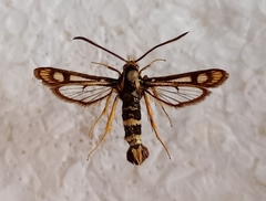 Chamaesphecia turbida