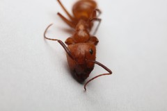 Camponotus hannani