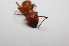 Camponotus hannani