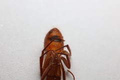 Camponotus hannani