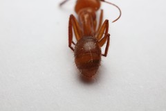 Camponotus hannani