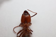 Camponotus hannani
