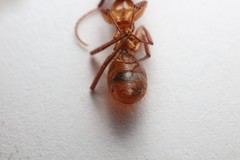 Camponotus hannani
