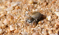 Habronattus