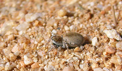 Habronattus