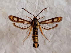 Chamaesphecia turbida