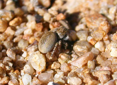 Habronattus