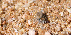Habronattus